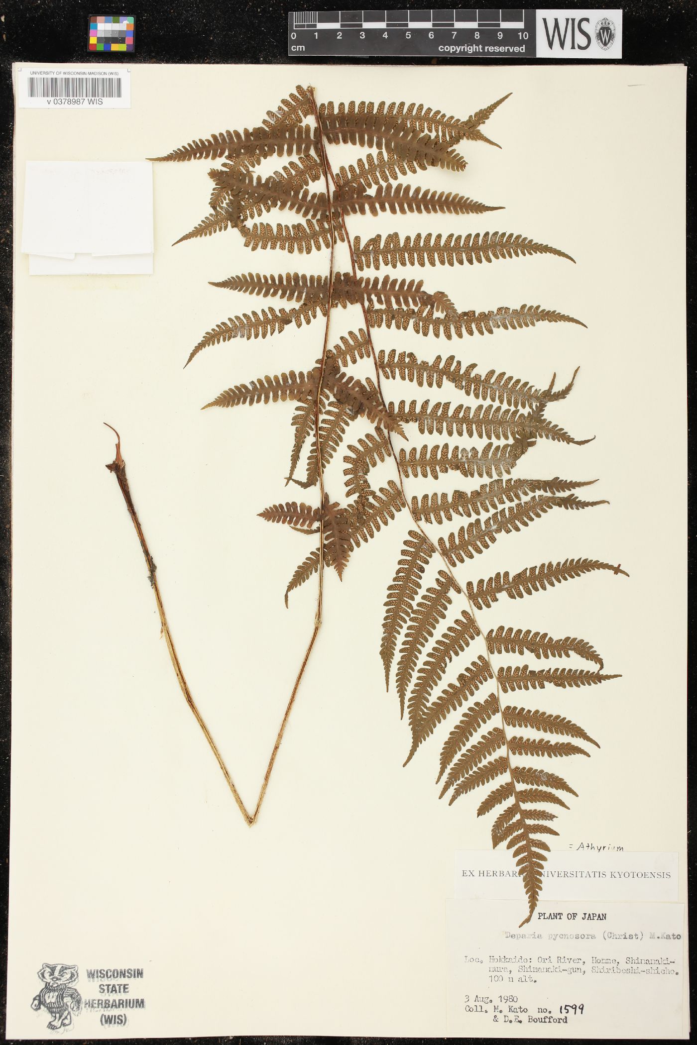 Deparia pycnosora image