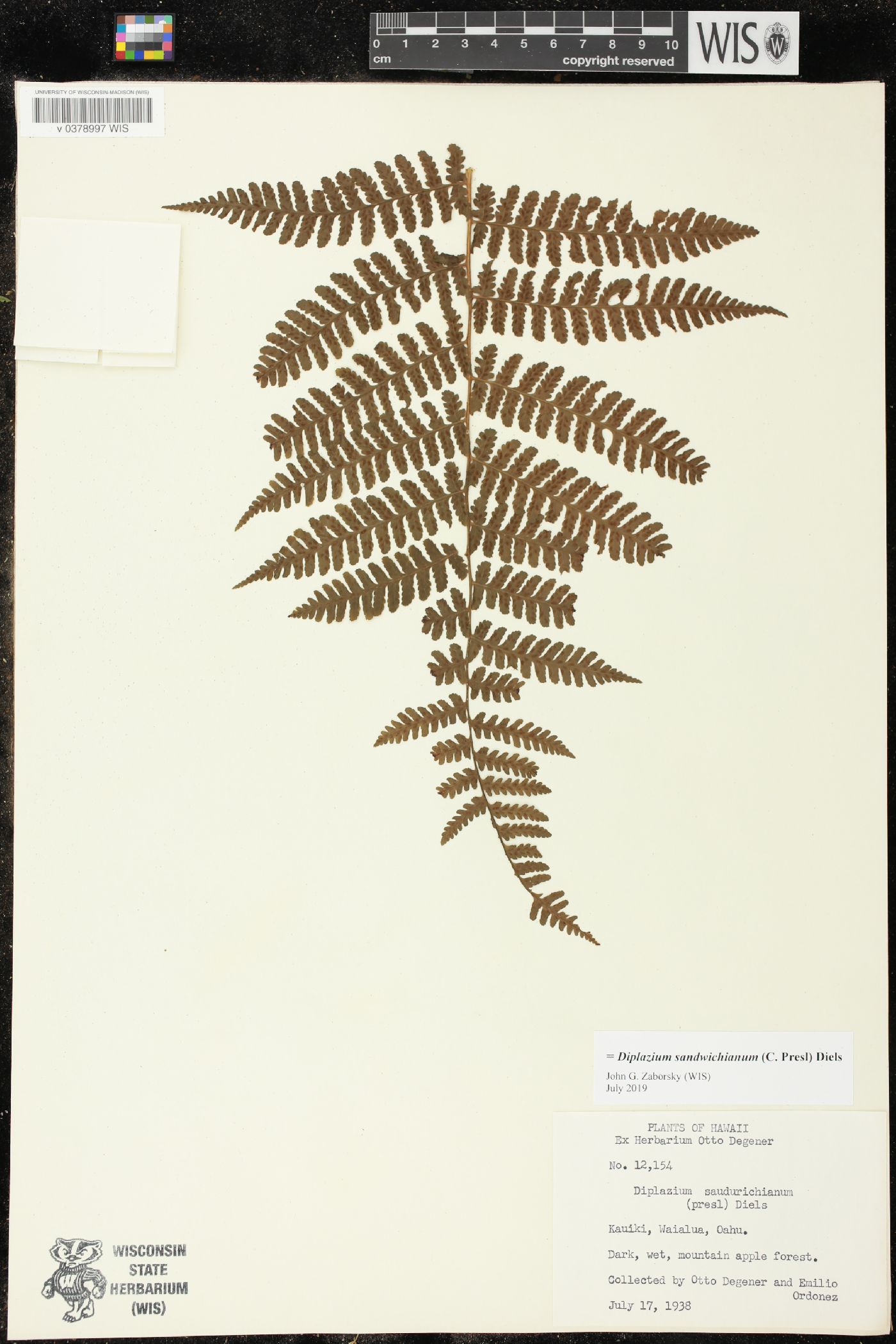 Diplazium sandwichianum image