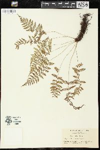 Athyrium tozanense image