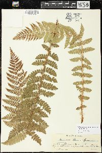 Polystichum braunii image