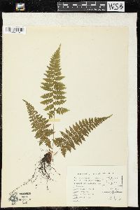 Athyrium yokoscense image