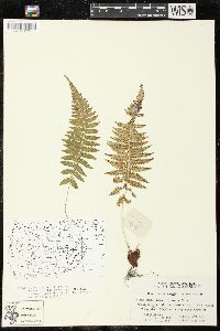 Athyrium yokoscense image