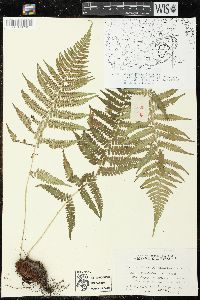 Athyrium yokoscense image