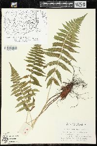 Athyrium yokoscense image