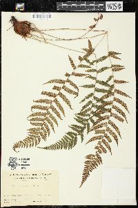 Athyrium yokoscense image