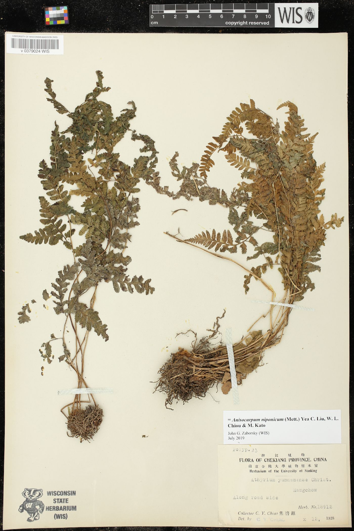 Anisocampium niponicum image