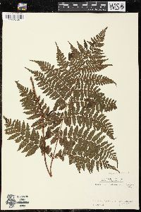 Cornopteris banajaoensis image