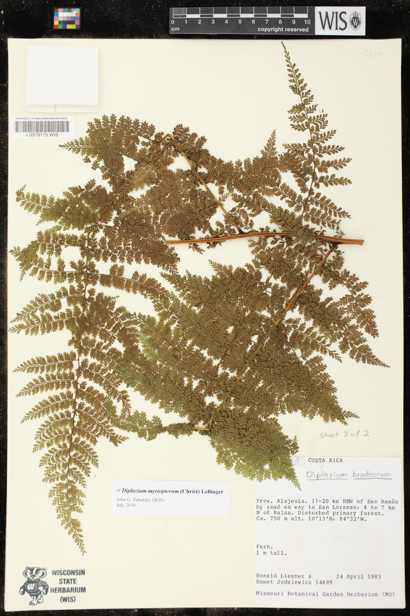 Diplazium myriopterum image