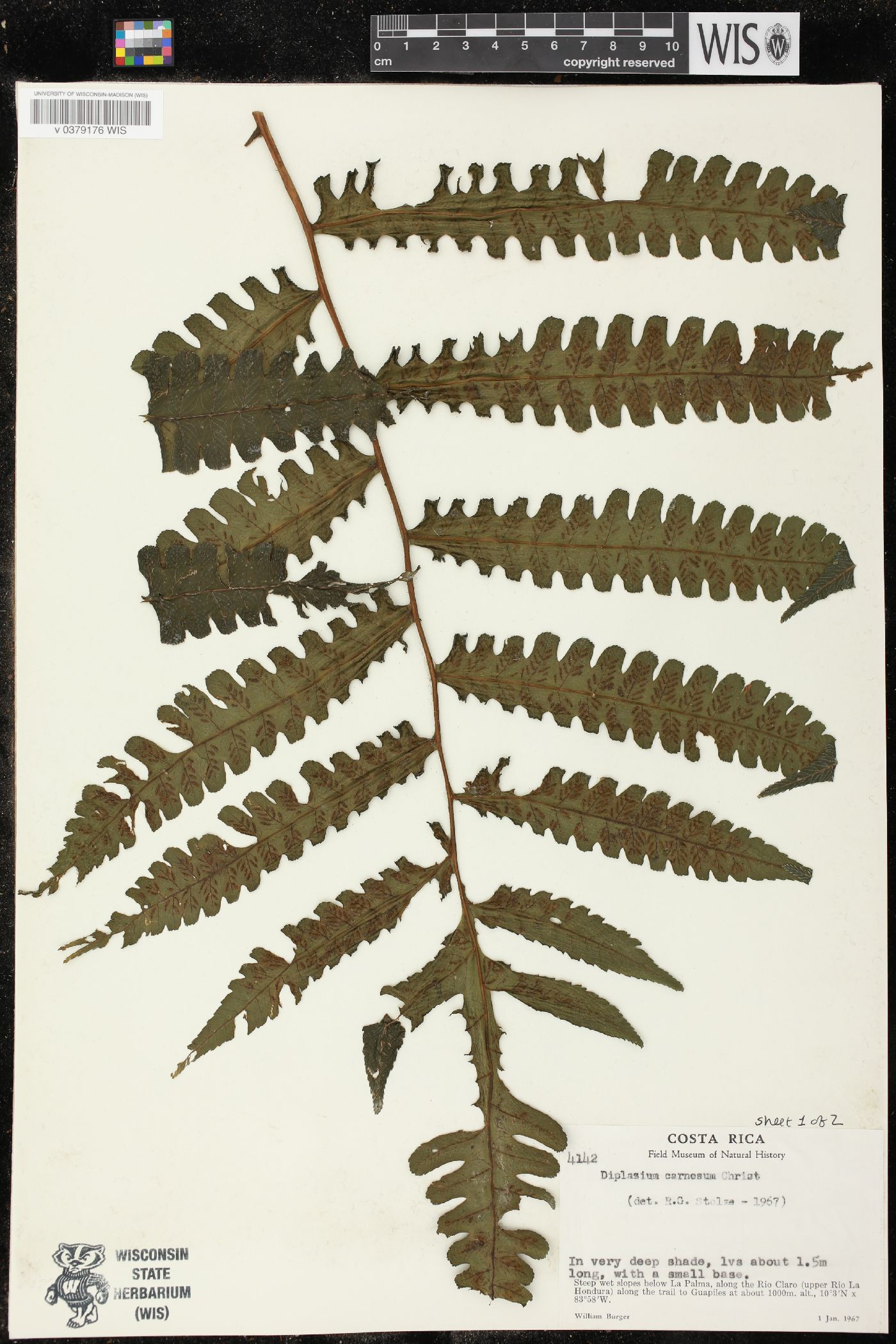 Diplazium carnosum image