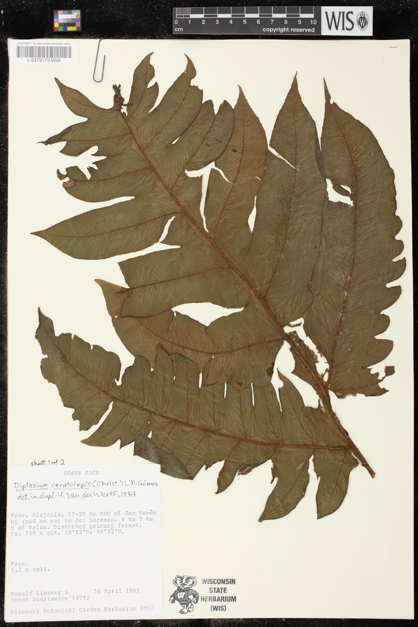 Diplazium ceratolepis image