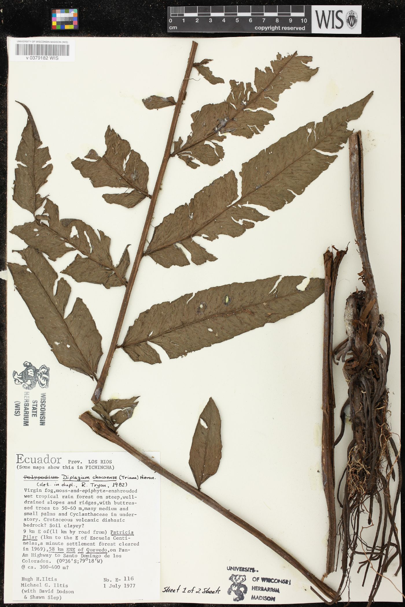 Diplazium chocoense image