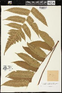 Diplazium grandifolium image