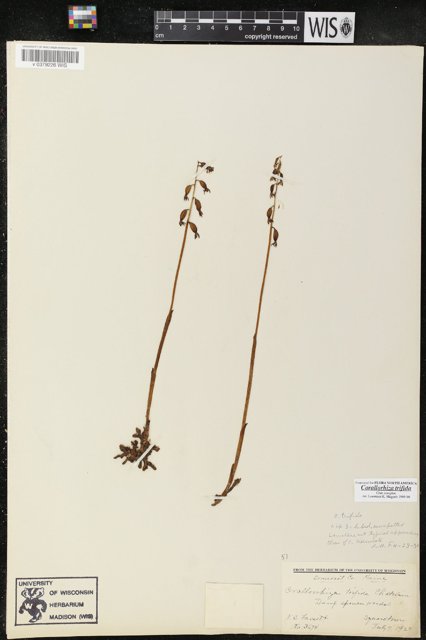 Corallorhiza trifida image