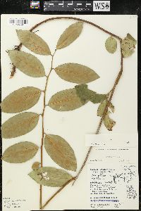 Leucothoe axillaris image