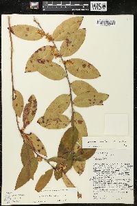 Leucothoe axillaris image