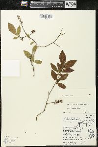 Leucothoe axillaris image