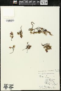 Loiseleuria procumbens image