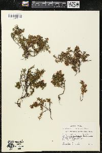 Loiseleuria procumbens image