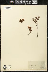 Azalea procumbens image
