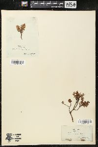 Azalea procumbens image