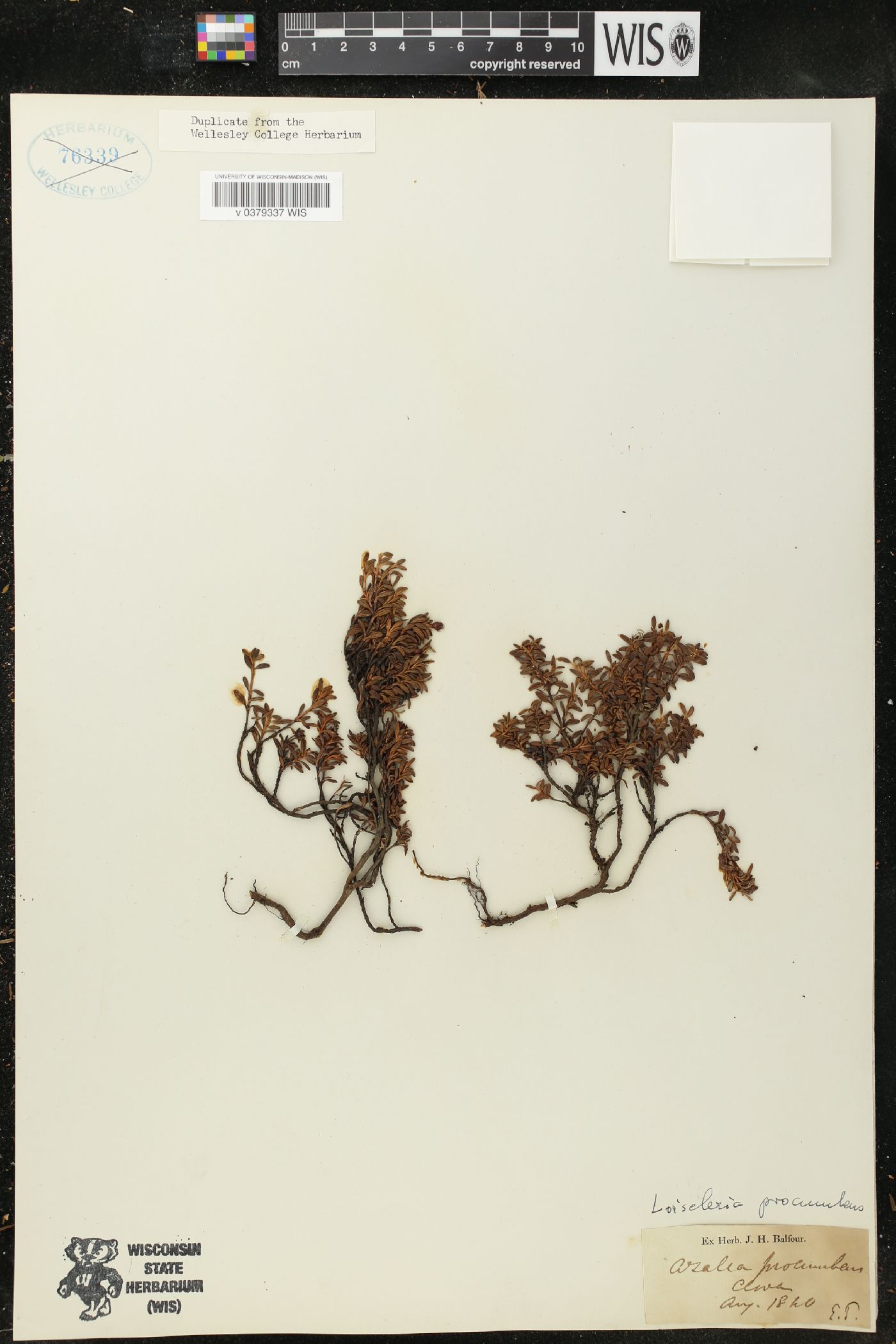 Azalea procumbens image