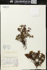 Rhododendron tomentosum subsp. decumbens image