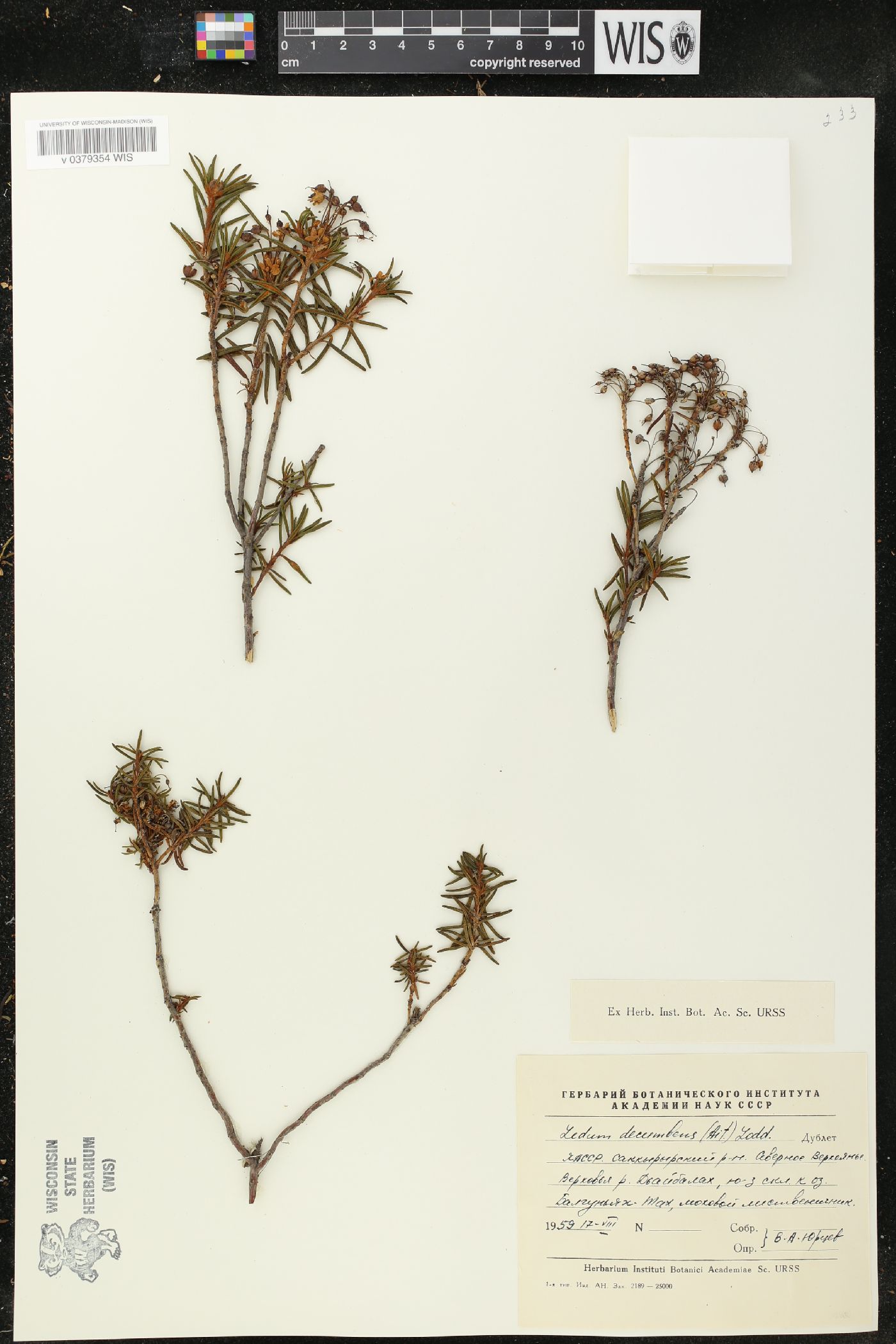 Rhododendron tomentosum subsp. decumbens image