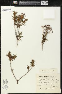 Rhododendron tomentosum subsp. decumbens image