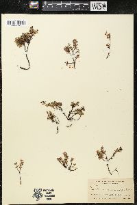 Loiseleuria procumbens image