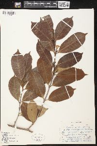 Mascarenhasia arborescens image