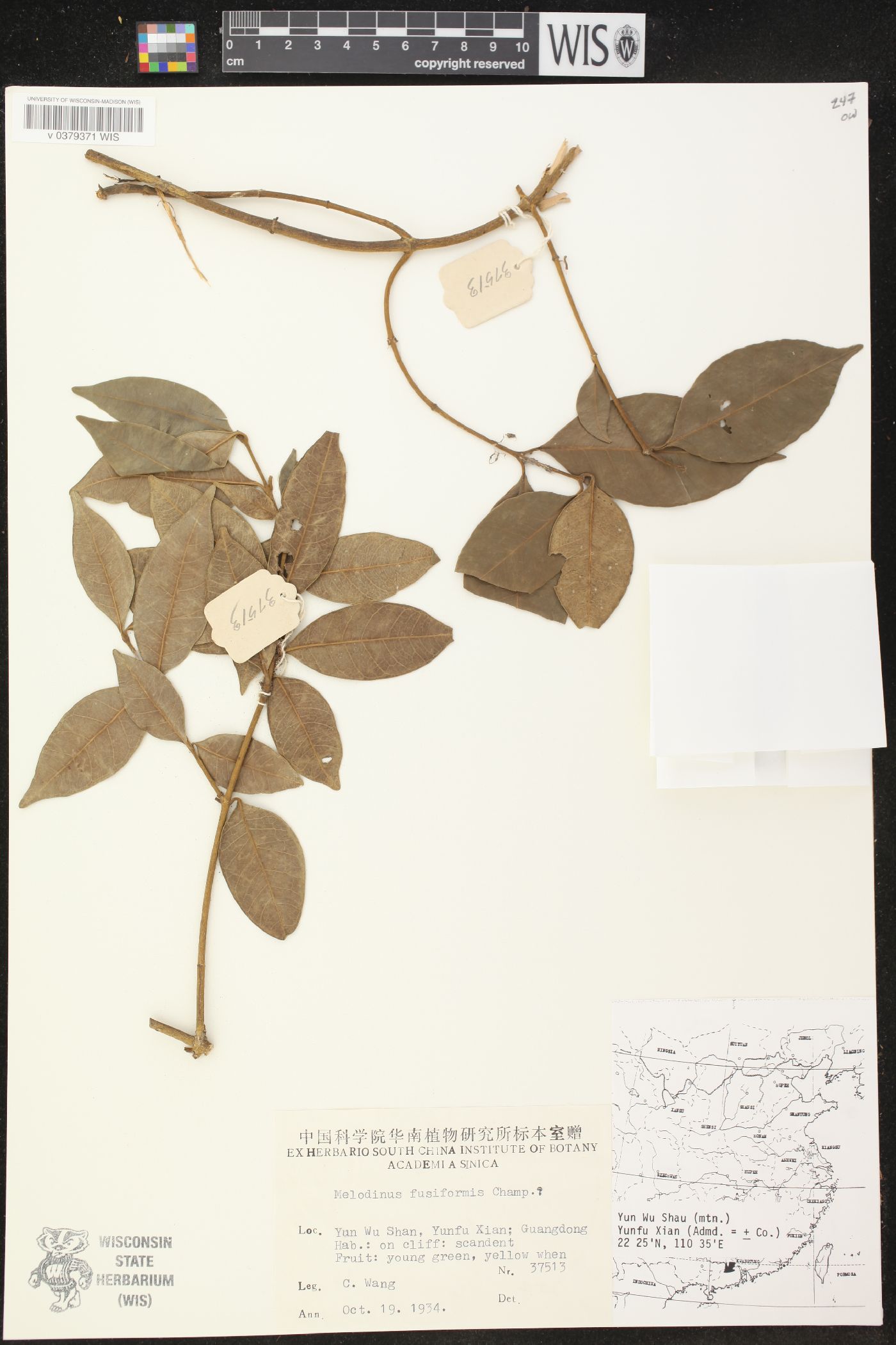 Melodinus fusiformis image