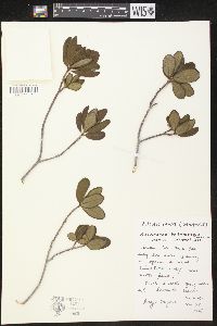 Neobracea bahamensis image