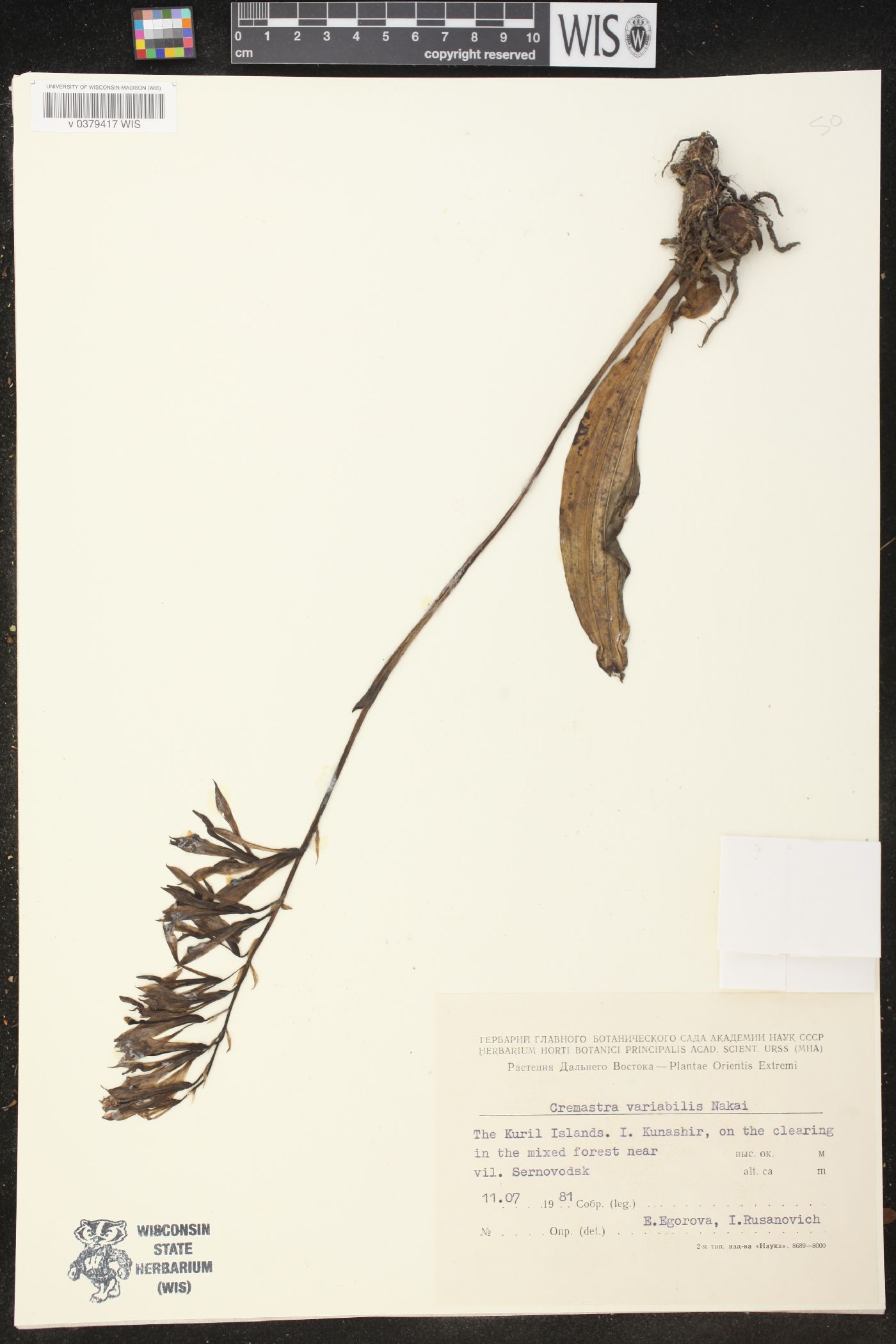 Cremastra appendiculata var. variabilis image