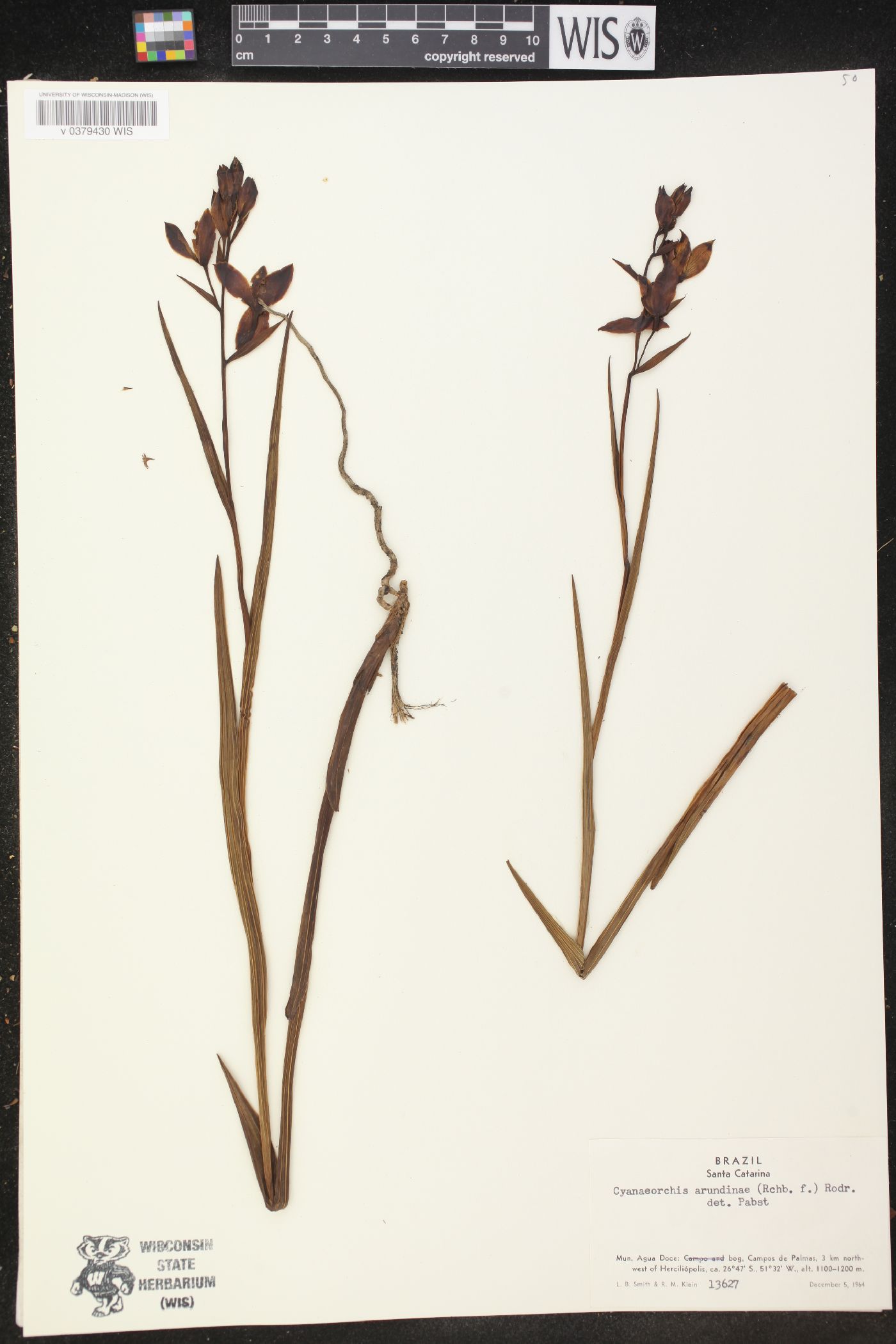 Cyanaeorchis image