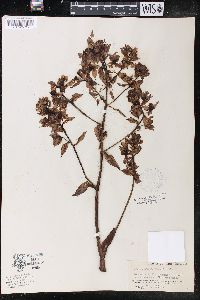 Image of Cyrtopodium buchtienii