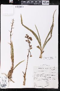 Image of Cyrtopodium dusenii