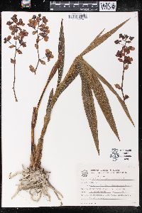 Image of Cyrtopodium paranaense