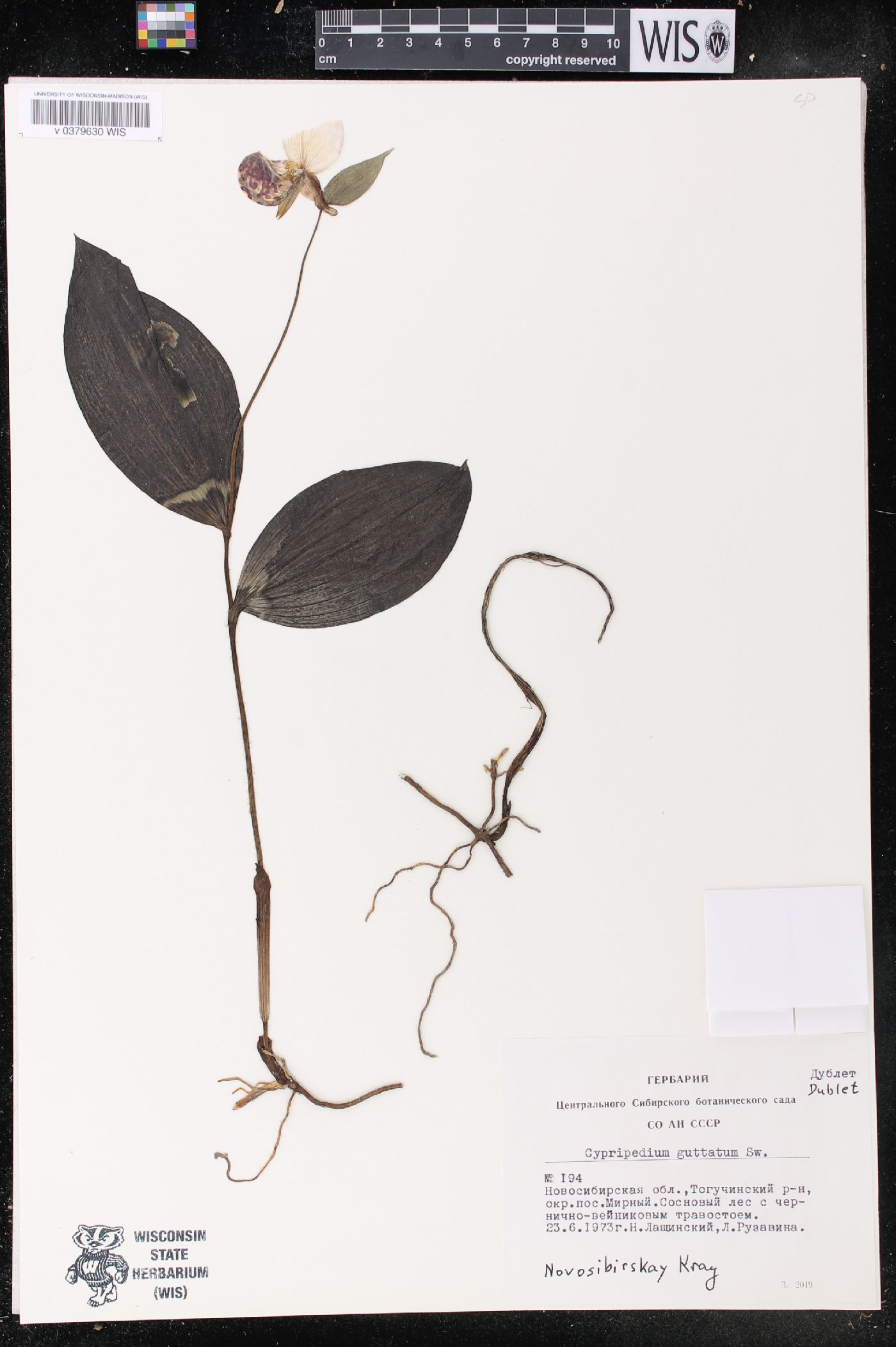 Cypripedium guttatum image