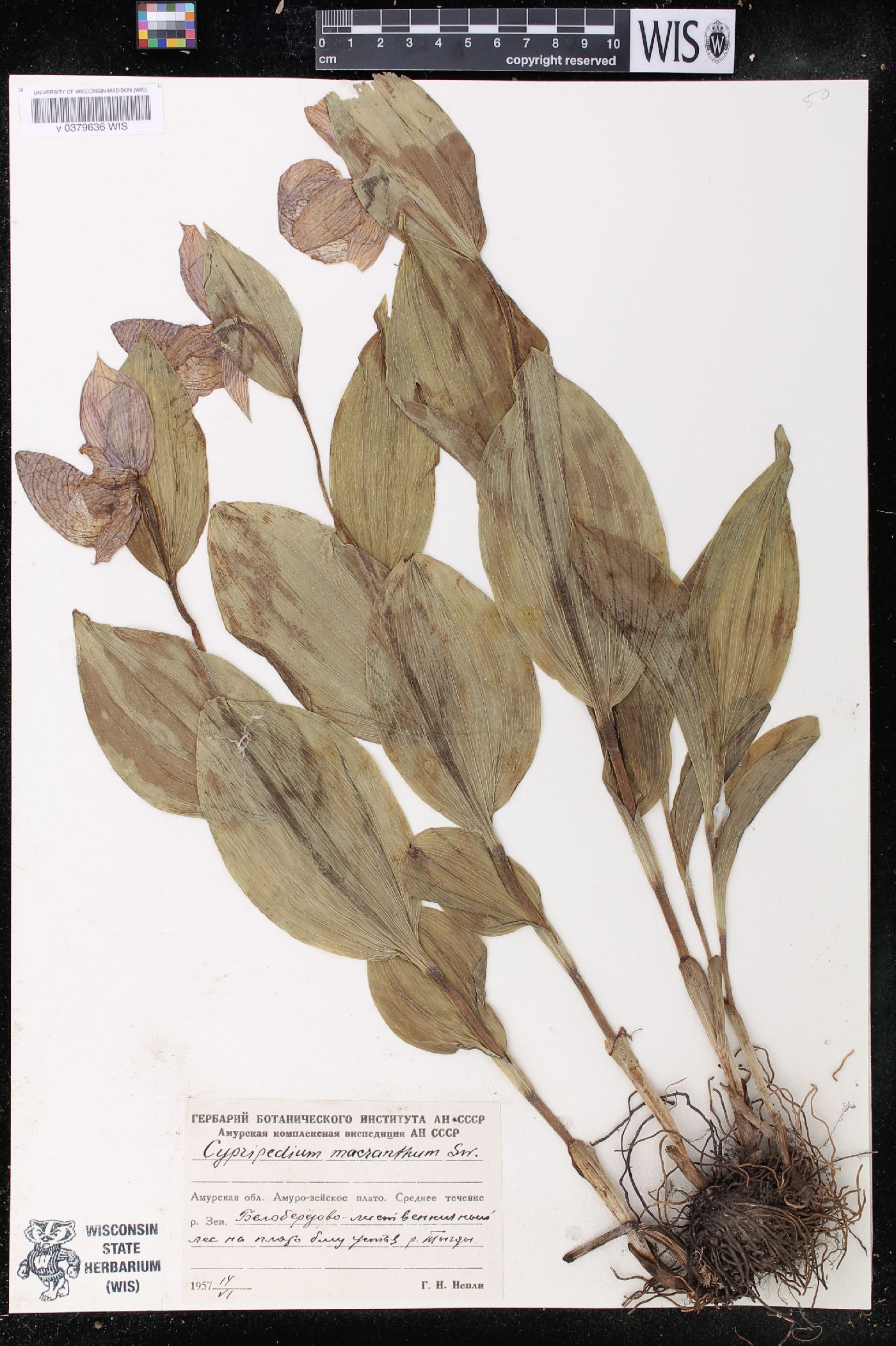 Cypripedium macranthos image