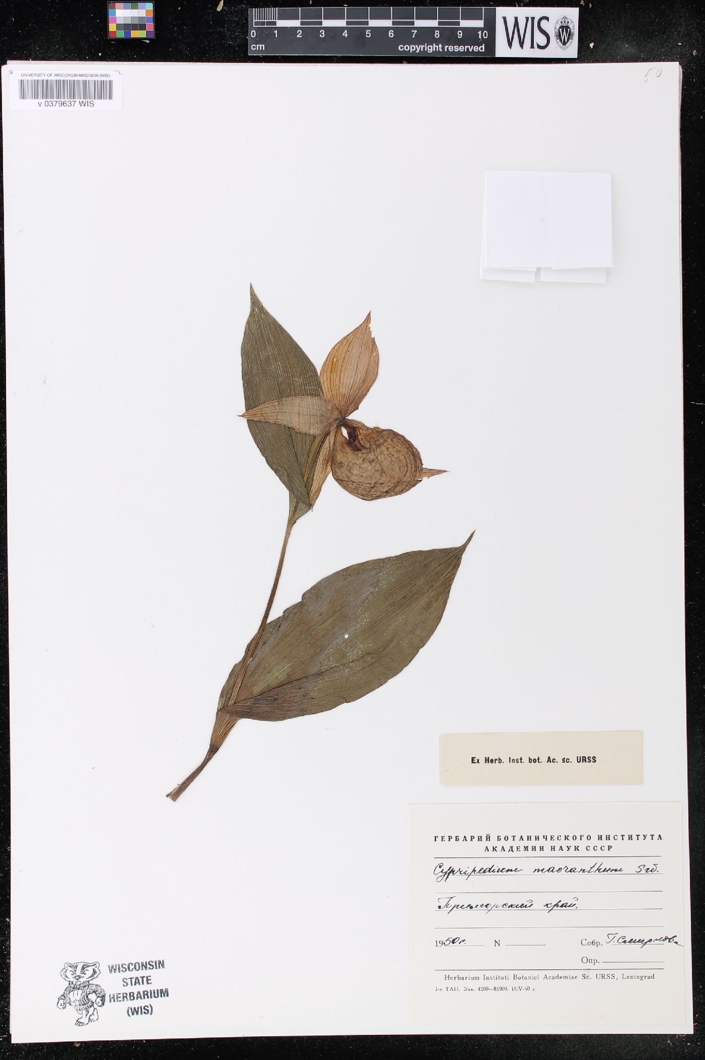 Cypripedium macranthos image