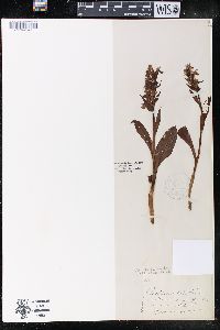 Dactylorhiza aristata image