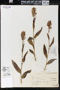 Dactylorhiza majalis image