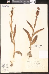 Orchis latifolia image