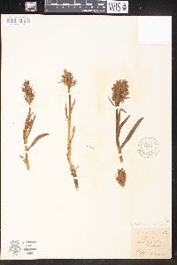 Dactylorhiza romana image