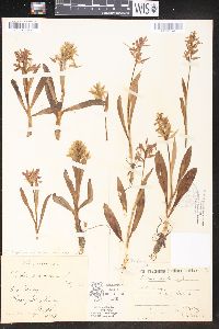 Dactylorhiza sambucina image