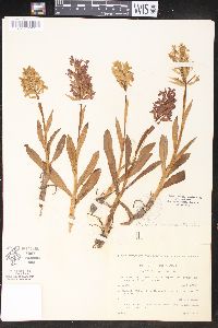 Dactylorhiza sambucina image