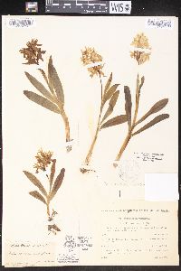 Dactylorhiza sambucina image