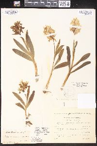 Dactylorhiza sambucina image