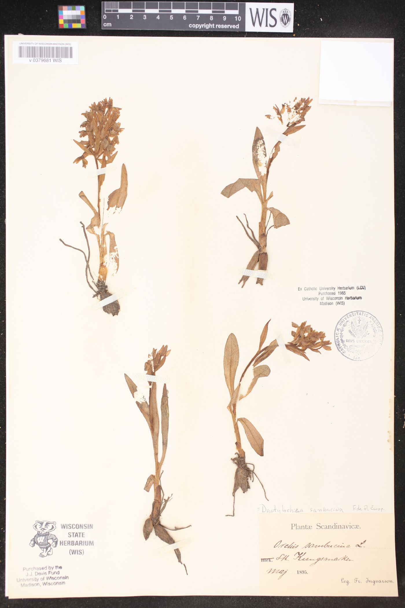 Dactylorhiza sambucina image