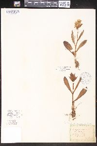 Dactylorhiza sambucina image